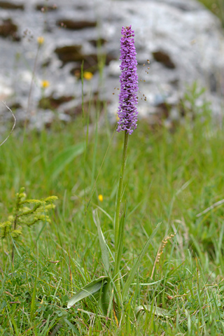 Gymnadenia densiflora