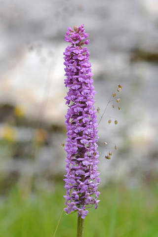 Gymnadenia densiflora