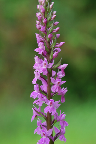 Dactylorhiza elata x Gymnadenia conopsea