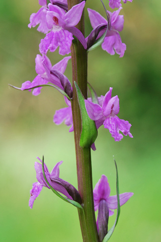 Dactylorhiza elata x Gymnadenia conopsea