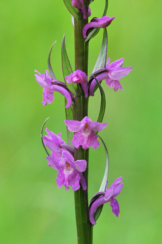 Dactylorhiza elata x Gymnadenia conopsea