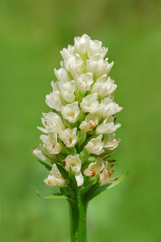 Gymnadenia corneliana x Pseudorchis albida