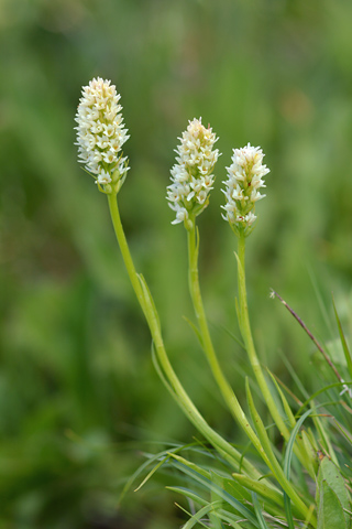 Gymnadenia corneliana x Pseudorchis albida