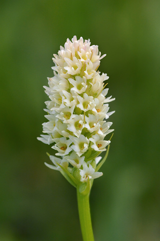 Gymnadenia corneliana x Pseudorchis albida