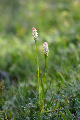 Gymnadenia corneliana x Pseudorchis albida