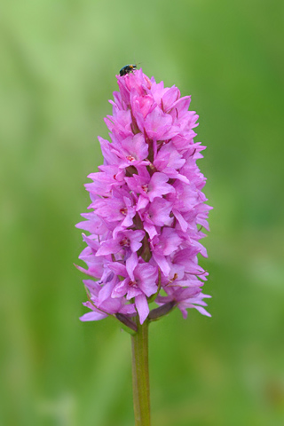 Gymnadenia conopsea x corneliana