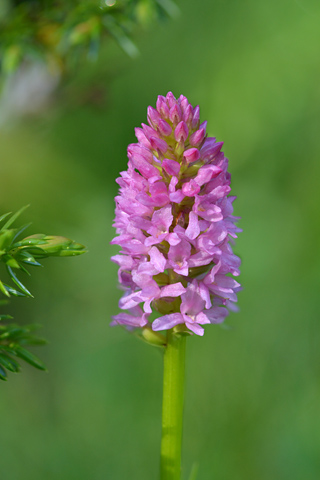 Gymnadenia conopsea x corneliana