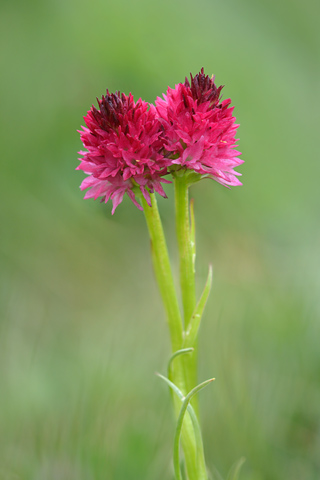 Gymnadenia corneliana