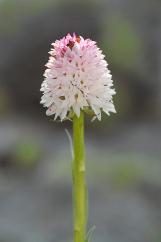 Gymnadenia corneliana