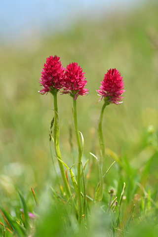 Gymnadenia corneliana