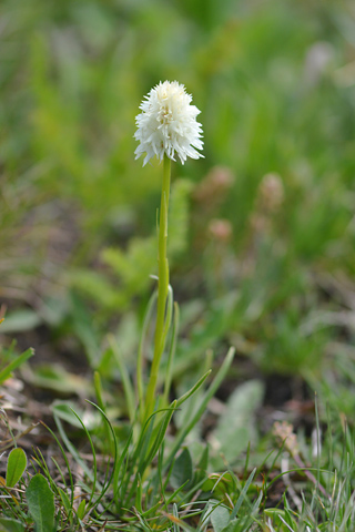 Gymnadenia corneliana