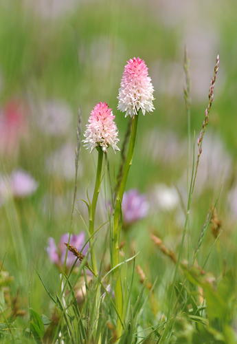 Gymnadenia corneliana