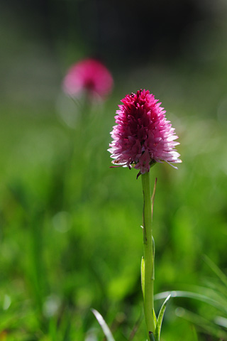 Gymnadenia corneliana