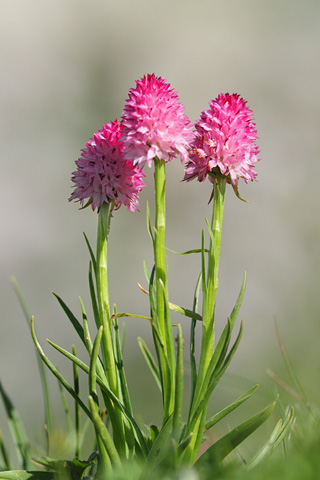 Gymnadenia corneliana