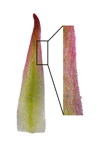 Gymnadenia corneliana