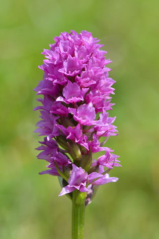 Gymnadenia gabasiana x conopsea var. pyrenaica