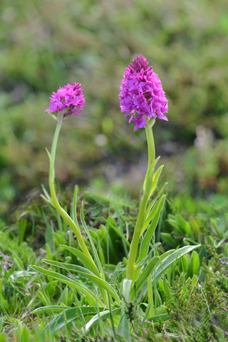 Gymnadenia gabasiana x conopsea var. pyrenaica