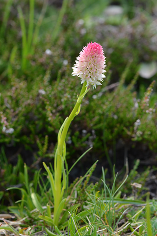 Gymnadenia gabasiana