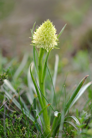 Gymnadenia gabasiana