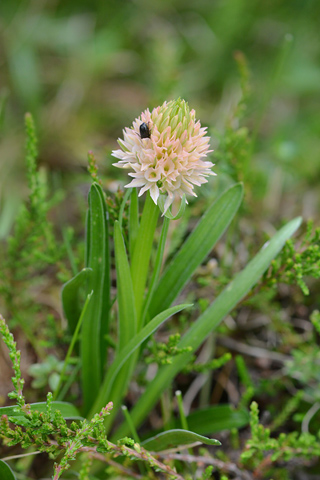 Gymnadenia gabasiana