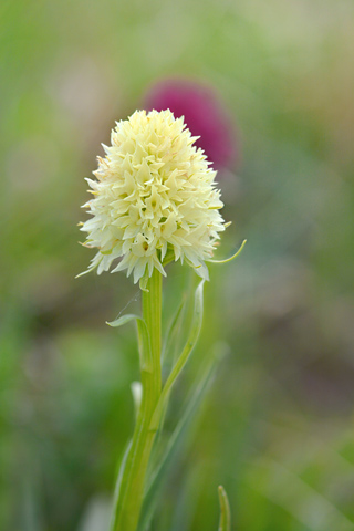 Gymnadenia gabasiana