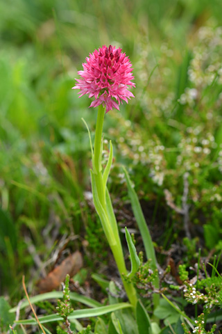 Gymnadenia gabasiana