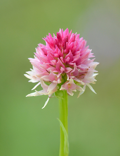 Gymnadenia kossutensis