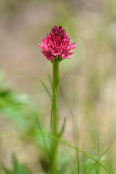 Gymnadenia kossutensis