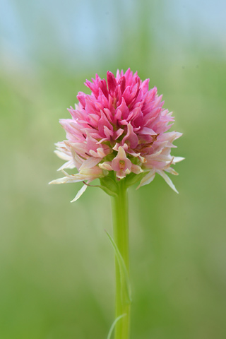Gymnadenia kossutensis