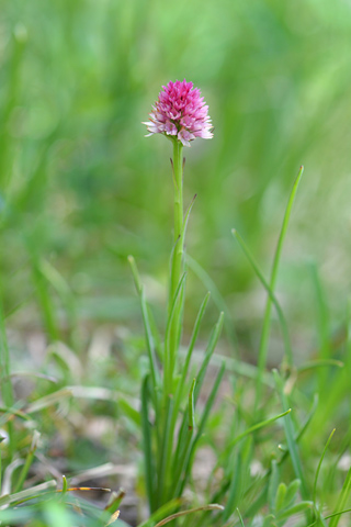 Gymnadenia kossutensis