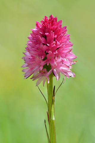 Gymnadenia kossutensis