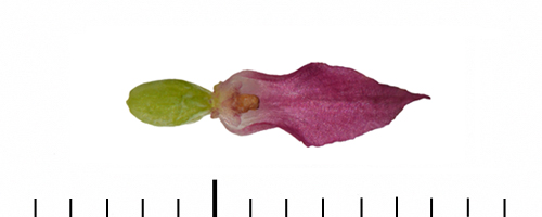 Gymnadenia kossutensis