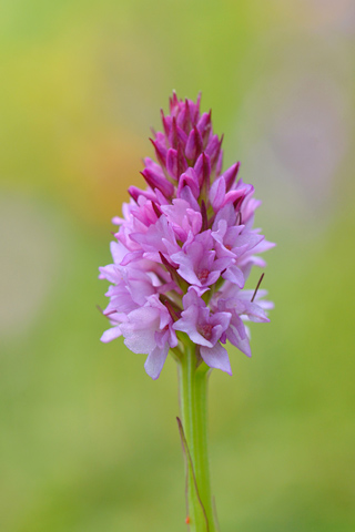 Gymnadenia conopsea x lithopolitanica