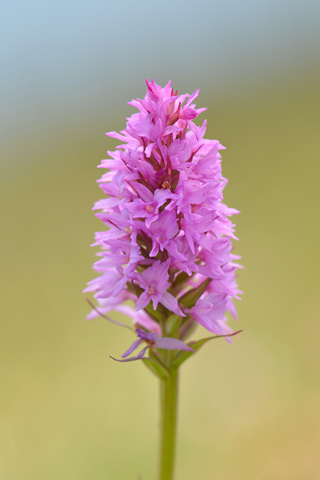 Gymnadenia conopsea x lithopolitanica