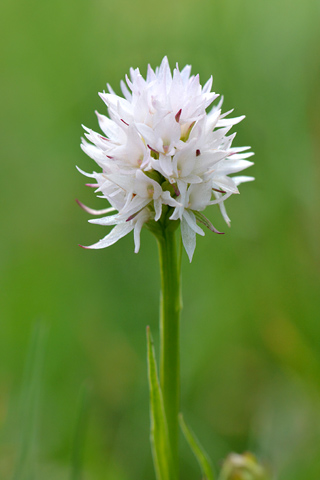 Gymnadenia lithopolitanica