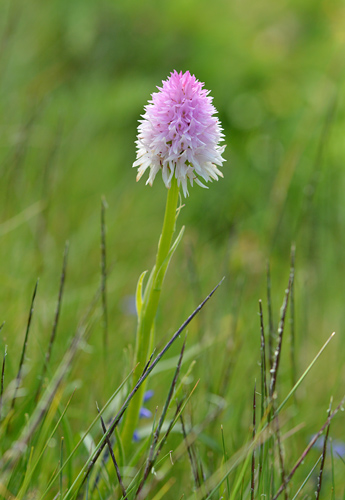 Gymnadenia lithopolitanica