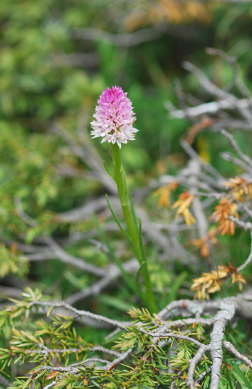 Gymnadenia lithopolitanica