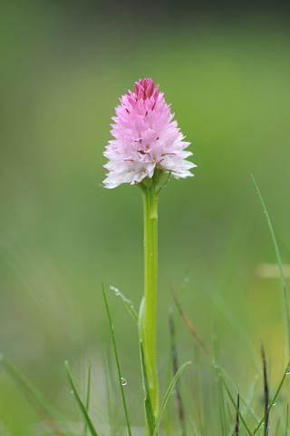 Gymnadenia lithopolitanica