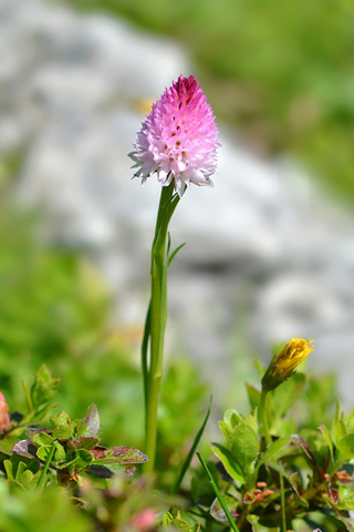 Gymnadenia lithopolitanica