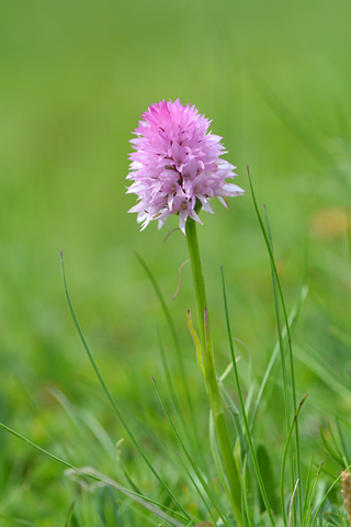 Gymnadenia lithopolitanica