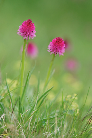 Gymnadenia lithopolitanica