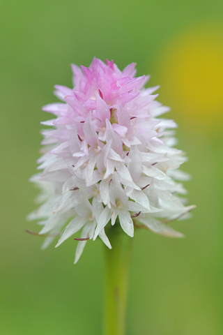 Gymnadenia lithopolitanica