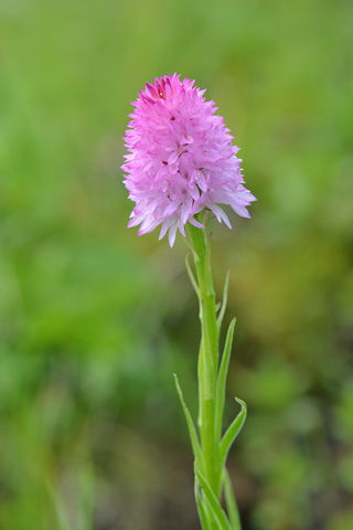 Gymnadenia lithopolitanica