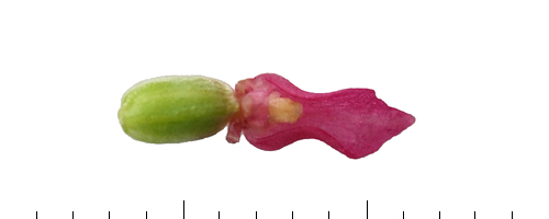 Gymnadenia minor