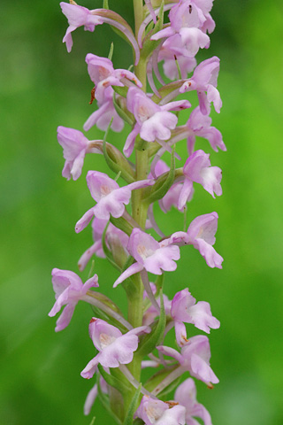 Gymnadenia conopsea x odoratissima