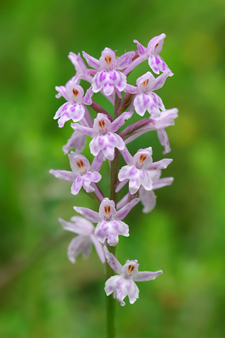 Dactylorhiza fuchsii x Gymnadenia odoratissima