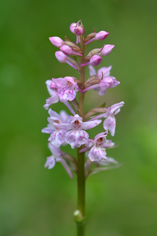 Dactylorhiza fuchsii x Gymnadenia odoratissima