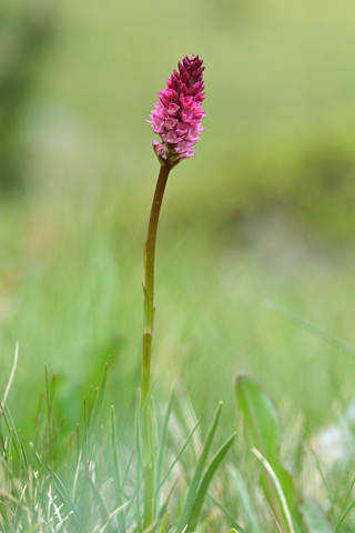 Gymnadenia odoratissima x rhellicani