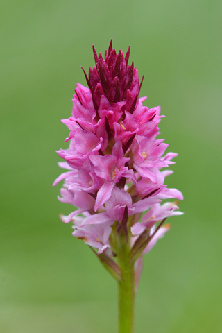 Gymnadenia odoratissima x rhellicani