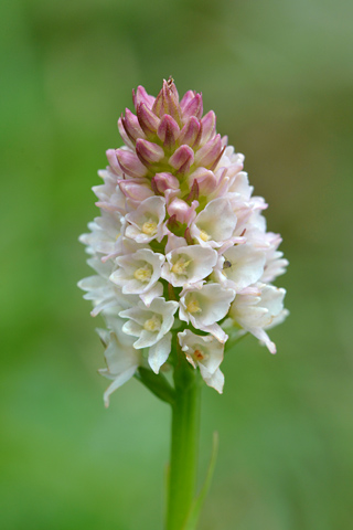 Gymnadenia odoratissima x rhellicani